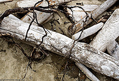 Nature Photos - Driftwood