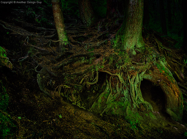 Nature Photography - Root Passage