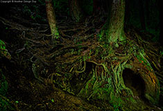 Nature Photos - Root Passage